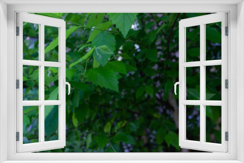 Fototapeta Naklejka Na Ścianę Okno 3D - green leaves in the wind