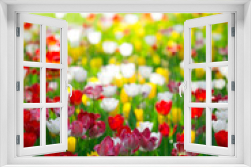 Fototapeta Naklejka Na Ścianę Okno 3D - Spring tulips