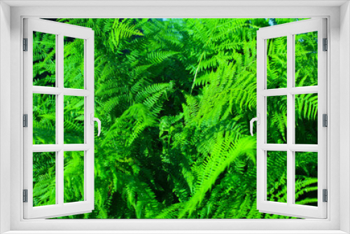 Fototapeta Naklejka Na Ścianę Okno 3D - Fern leaves close up. Nature background. Tropical forest. Botanical concept.