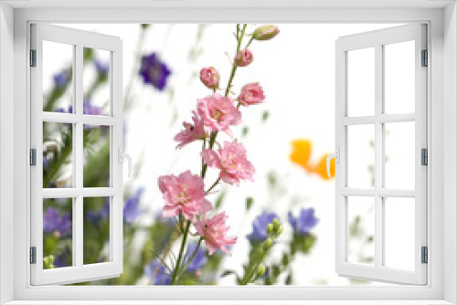Fototapeta Naklejka Na Ścianę Okno 3D - Wild flowers against a white background