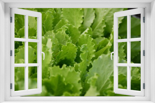 Fototapeta Naklejka Na Ścianę Okno 3D - Green large whole lettuce leaves close-up