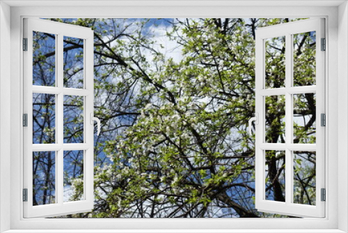 Fototapeta Naklejka Na Ścianę Okno 3D - Crossed branches of blossoming sour cherry tree against blue sky in April