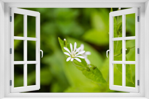 Fototapeta Naklejka Na Ścianę Okno 3D - little white flower in the green grass