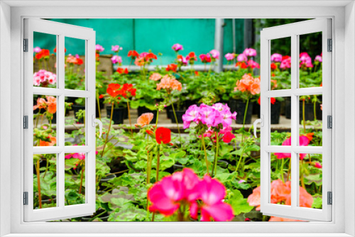 Fototapeta Naklejka Na Ścianę Okno 3D - many colorful flowers of pelargonium, geranium, in pots. Gardening, greenhouse. Pink, red, purple, purple buds
                   