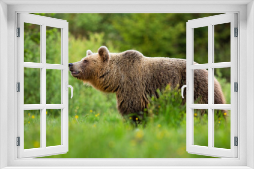Fototapeta Naklejka Na Ścianę Okno 3D - Alert brown bear, ursus arctos, sniffing with snout up in summer nature with green blurred background. Attentive wild mammal detecting scents on a meadow with green grass.