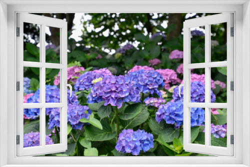Fototapeta Naklejka Na Ścianę Okno 3D - hydrangea flowers