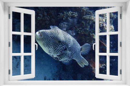 Fototapeta Naklejka Na Ścianę Okno 3D - マレーシアの海を泳ぐケショウフグ