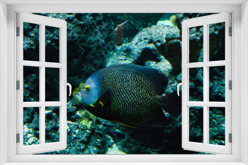 Fototapeta Naklejka Na Ścianę Okno 3D - Egotistic fish in aquarium, close-up portrait of fish.