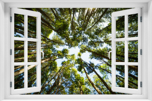 Fototapeta Naklejka Na Ścianę Okno 3D - Trees from Below