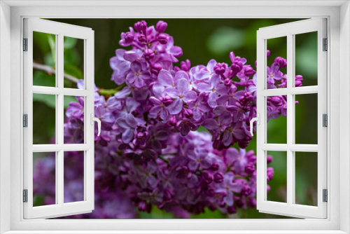 Fototapeta Naklejka Na Ścianę Okno 3D - A close-up in a beautiful white and purple flower in a green background

