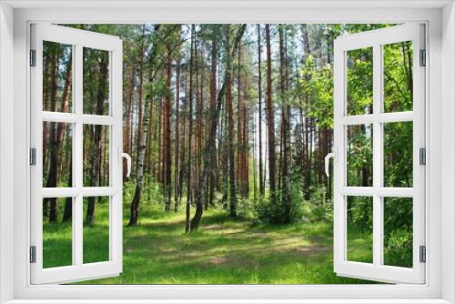 Fototapeta Naklejka Na Ścianę Okno 3D - photo of a dense Russian forest