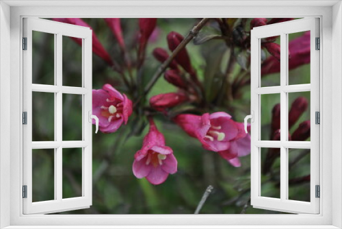 Fototapeta Naklejka Na Ścianę Okno 3D - bush of pink flowers close up