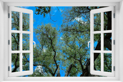 Fototapeta Naklejka Na Ścianę Okno 3D - The blue sky with cloud behind the big tamarine tree