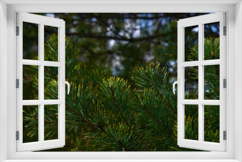 Fototapeta Naklejka Na Ścianę Okno 3D - Gałązka iglasta 
