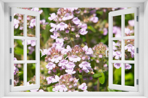 Fototapeta Naklejka Na Ścianę Okno 3D - Wild thyme blooming, Thymus vulgaris	