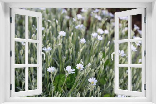Fototapeta Naklejka Na Ścianę Okno 3D - Defocused image of white flowers in the background of beautiful daisy-like wildflowers