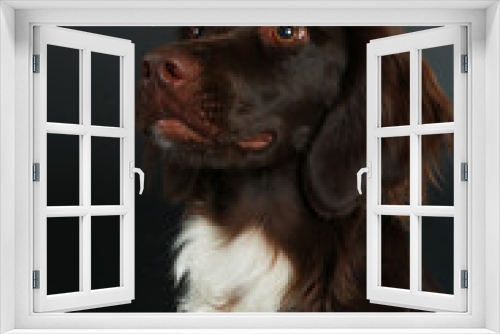 Fototapeta Naklejka Na Ścianę Okno 3D - German shorthair looks sidewise