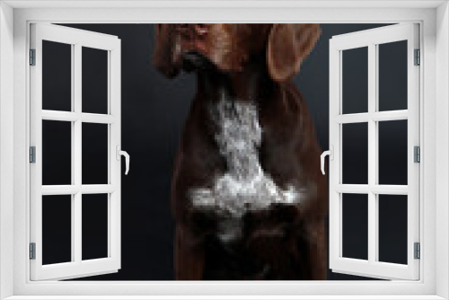 Fototapeta Naklejka Na Ścianę Okno 3D - German shorthair dog
