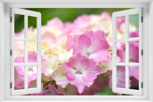 Fototapeta Naklejka Na Ścianę Okno 3D - アジサイの花