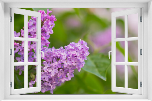 Fototapeta Naklejka Na Ścianę Okno 3D - The branch of lilac on a blurred green background. Close. Copy space