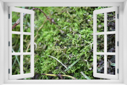 Fototapeta Naklejka Na Ścianę Okno 3D - moss