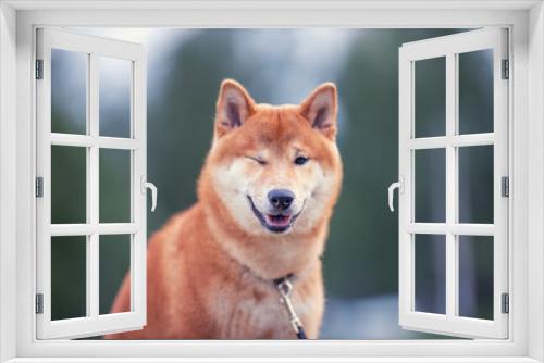 Fototapeta Naklejka Na Ścianę Okno 3D - Shiba Inu cute smiling dog playing and having fun