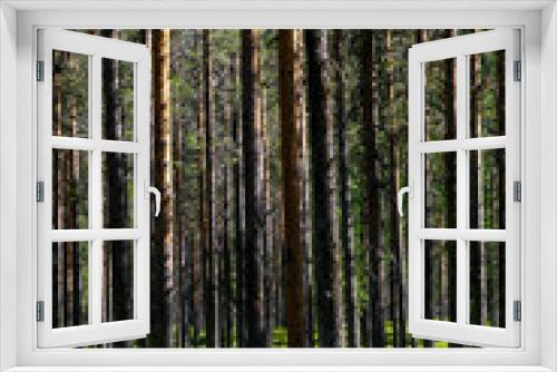 Fototapeta Naklejka Na Ścianę Okno 3D - Jokkmokk, Sweden A forest of pine