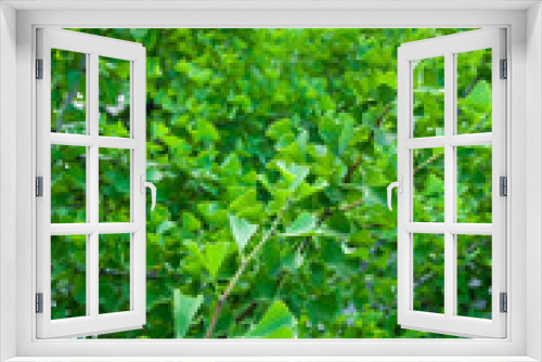 Fototapeta Naklejka Na Ścianę Okno 3D - 青々と茂った、銀杏の若葉。
