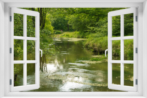 Fototapeta Naklejka Na Ścianę Okno 3D - Rzeka Czerna płynąca przez las.