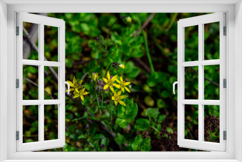 Fototapeta Naklejka Na Ścianę Okno 3D - Beautiful blooming Gagea hiensis- lily family wild yellow flowers, growing on the meadow.