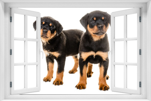 Fototapeta Naklejka Na Ścianę Okno 3D - Portrait Of Cute Black Rottweiler Puppy.