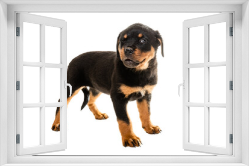 Fototapeta Naklejka Na Ścianę Okno 3D - Portrait Of Cute Black Rottweiler Puppy.