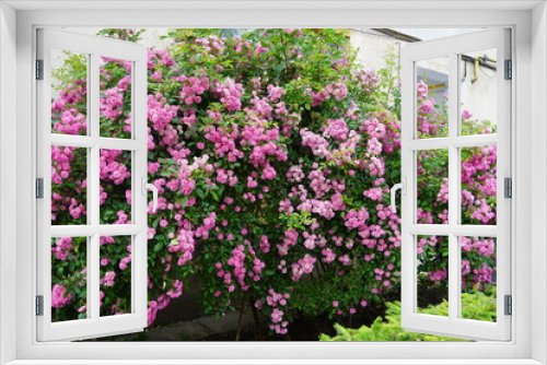 Fototapeta Naklejka Na Ścianę Okno 3D - Beautiful pink peonies
