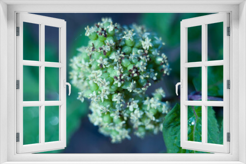Fototapeta Naklejka Na Ścianę Okno 3D - Spring fresh morning flowers