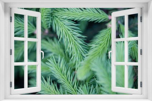 Fototapeta Naklejka Na Ścianę Okno 3D - Young green spruce branches needles close-up selective focus natural background