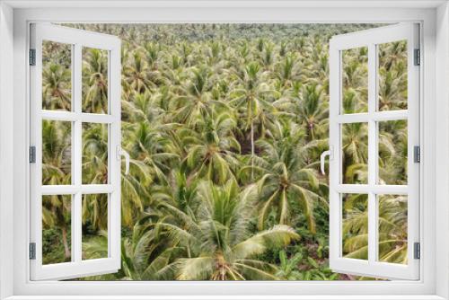Fototapeta Naklejka Na Ścianę Okno 3D - Aerial View Of Coconut Palm Trees Plantation. 