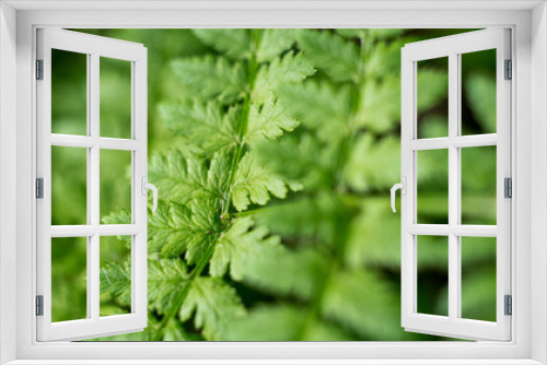 Fototapeta Naklejka Na Ścianę Okno 3D - green fern leaf close up