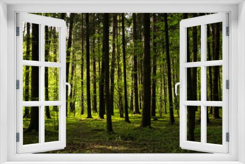 Fototapeta Naklejka Na Ścianę Okno 3D - green coniferous forest general plan