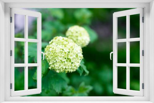 Fototapeta Naklejka Na Ścianę Okno 3D - hydrangea flower close-up on a green background