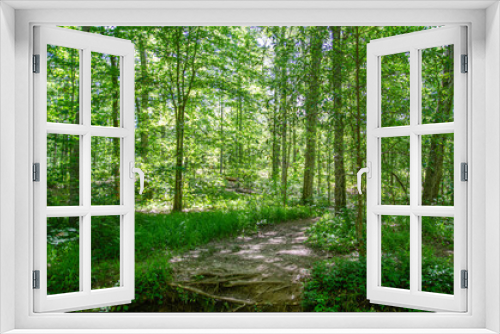 Fototapeta Naklejka Na Ścianę Okno 3D - footpath in the forest, chinnabee silent trail, talladega national forest, alabama, usa