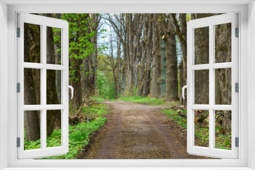Fototapeta Naklejka Na Ścianę Okno 3D - Walkway lane path with green trees in forest. Beautiful alley In park.. Nature concept. Space for text.