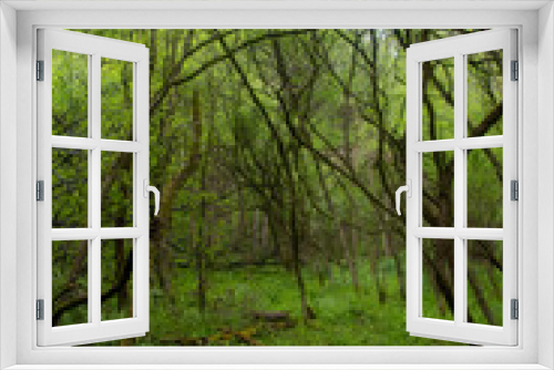 Fototapeta Naklejka Na Ścianę Okno 3D - Pennsylvania forest landscape