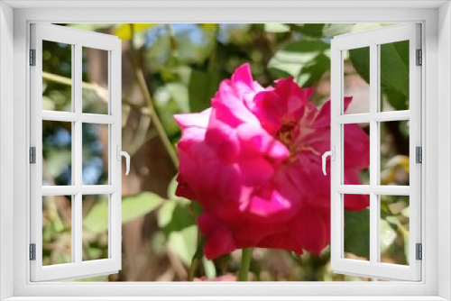 Fototapeta Naklejka Na Ścianę Okno 3D - pink rose bush