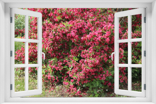 Fototapeta Naklejka Na Ścianę Okno 3D - Weigelia bush in bloom with beautiful pink flowers in the garden on springtime on a sunny day