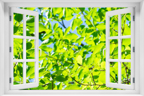 Fototapeta Naklejka Na Ścianę Okno 3D - 木の葉