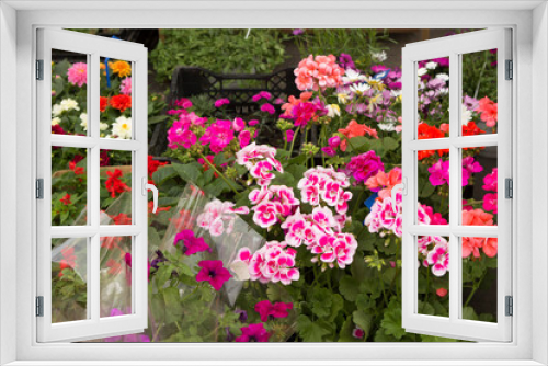 Fototapeta Naklejka Na Ścianę Okno 3D - Potted petunia and geranium flowers in pots are sold in a flower shop in the open air.