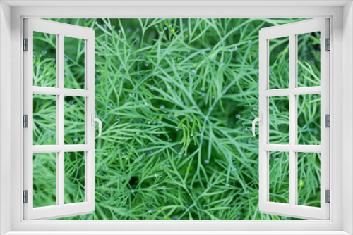 Fototapeta Naklejka Na Ścianę Okno 3D - Dill with dew drops, seen from above, background full frame
