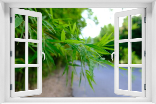 Fototapeta Naklejka Na Ścianę Okno 3D - green leaf bamboo texture