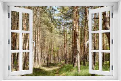 Fototapeta Naklejka Na Ścianę Okno 3D - Fir and pine trees in a forest