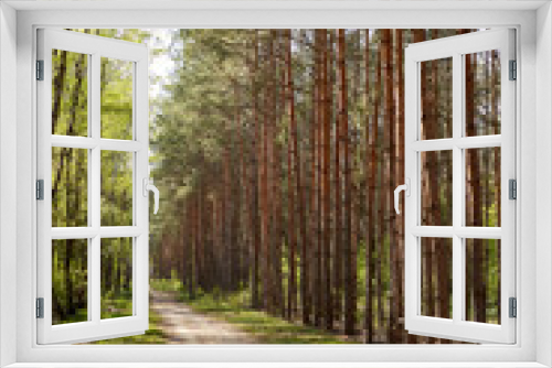 Fototapeta Naklejka Na Ścianę Okno 3D - Forest with fir and pine tree-lined walking trail